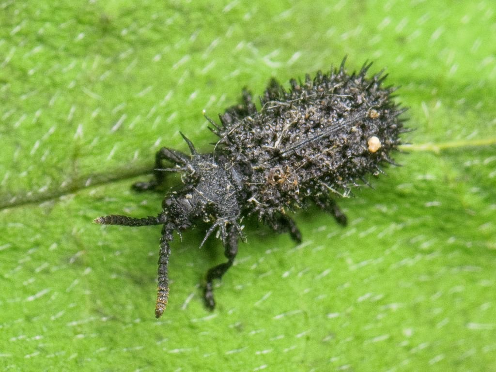 Hispa atra Linnaeus, 1767